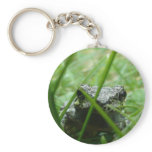 Frog keychains