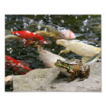 Frog-n-Fish 10 x 8 Photographic Print