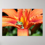 Frog on a Flower posters