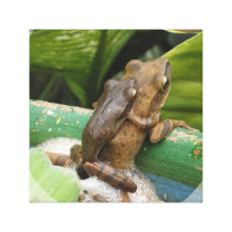 Frog On Back Canvas Print