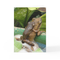 Frog On Back Greeting Card