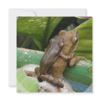 Frog On Back Invitations