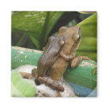 Frog On Back Magnet