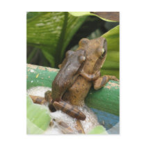Frog On Back Postcard