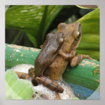 Frog On Back Poster