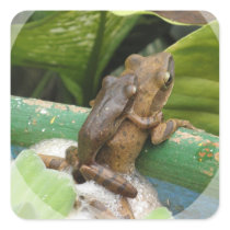 Frog On Back Sticker