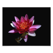 Frog on Lily Pad Photo Art