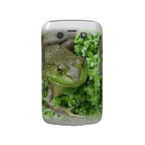 Frog on Marsh Blackberry Bold Case