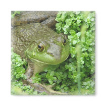 Frog on Marsh Square Magnet