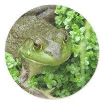 Frog on Marsh Sticker