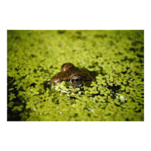 Frog Photo