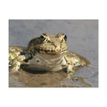Frog Photograph Postcard