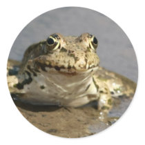 Frog Photograph Sticker