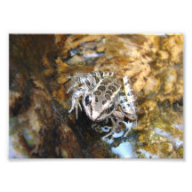 Frog Photographic Print