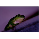 Frog photo sculptures