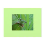 Frog Postcard