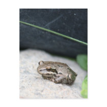 Frog!