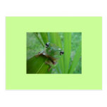 Frog Postcard