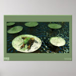 Frog posters