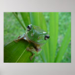 Frog Poster posters