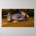 Frog posters
