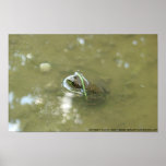 FROG POSTERS