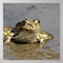 Frog Poster Print