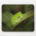 Frog Reflections Mouse Pad mousepads