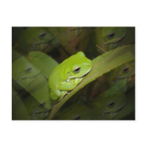 Frog Reflections Postcard