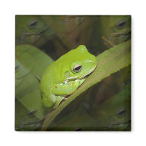 Frog Reflections Square Magnet
