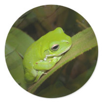 Frog Reflections Sticker