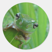 Frog Stickers