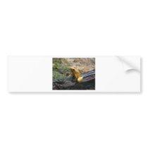 frog,strawberry dart frog bumper stickers
