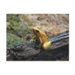 frog,strawberry dart frog postcards