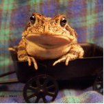 Frog Toad in black wagon with plaid background photo sculptures
