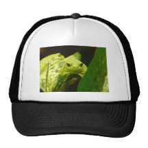 frog,tree frog hats