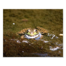 Froggie 10 X 8 Photographic Print