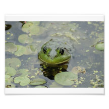 Froggie 10 x 8 Photographic Print