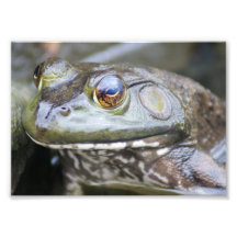 Froggie 7 x 5 Photographic Print