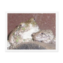Froggie Friends Framed Greeting Card Post Card
