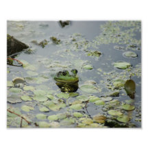 Froggie Smile 10 x 8 Photographic Print