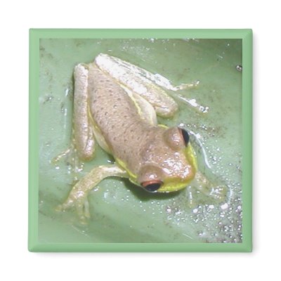 Froglet Refrigerator Magnet by Perlyyyy