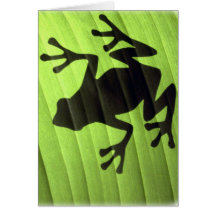 Frogs Cards