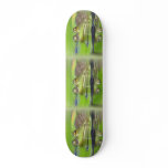 Frogs in Swamp Skateboard