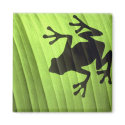 Frogs magnets