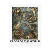 Frogs of the World (Ernst Haeckel) Postcards