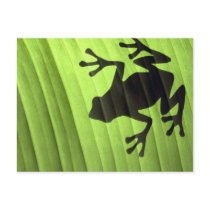 Frogs Post Cards