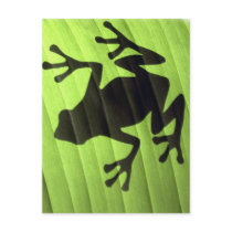 Frogs Post Card