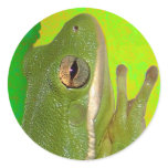 frogs stickers