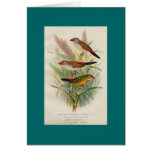 Frohawk - Orange-Cheeked Waxbill & Zebra Waxbill Card
